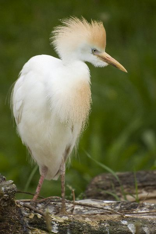 Egrets | The Lion Guard Wiki | FANDOM powered by Wikia