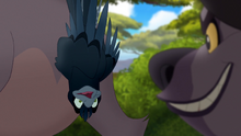 The-call-of-the-drongo-hd (268)