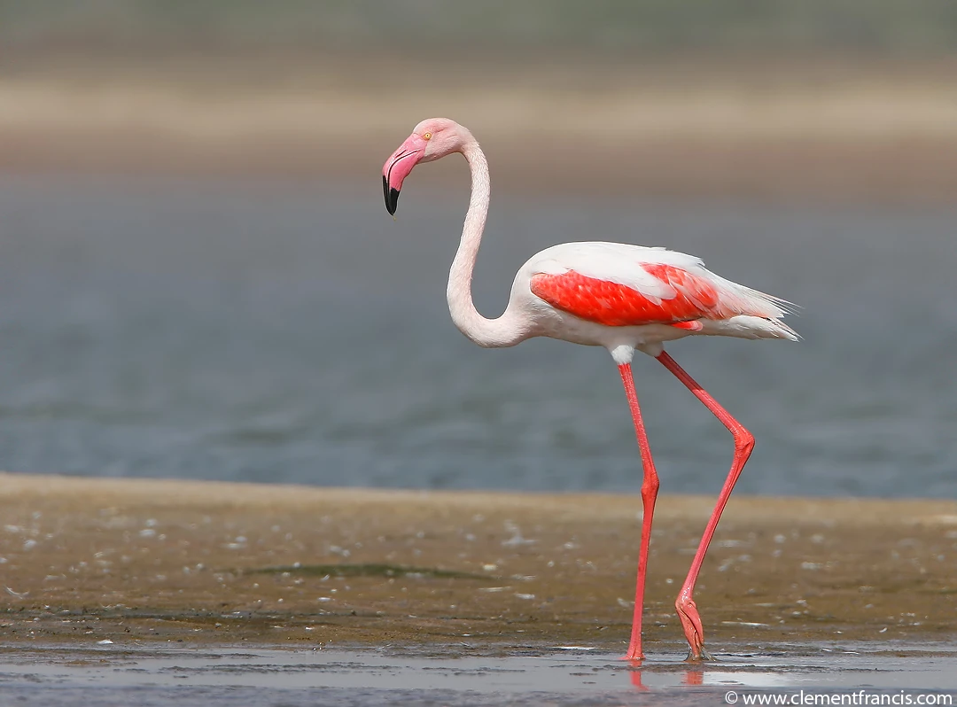 Image result for flamingo bird