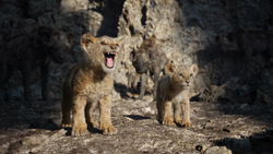 Lionking2019-animationscreencaps.com-3284