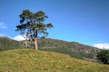 TreeOnAHill