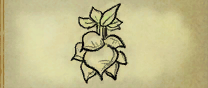 Golden Turnip