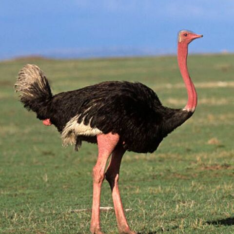 File:Ostrich.jpg
