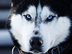 Carak - Husky