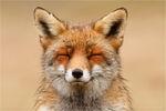 Ember