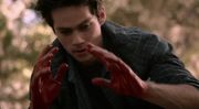 Letharia Vulpina - Stiles 2