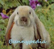 Bunnypedia