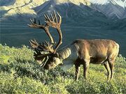 Animal 15