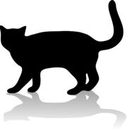 Blackcat