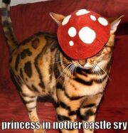 300px-Lolcattoad