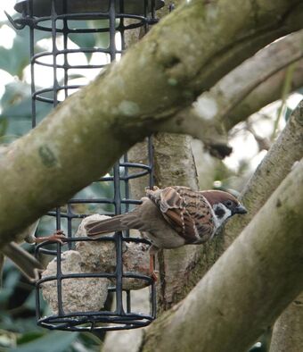 Latestnews London Bird Club Wiki Fandom