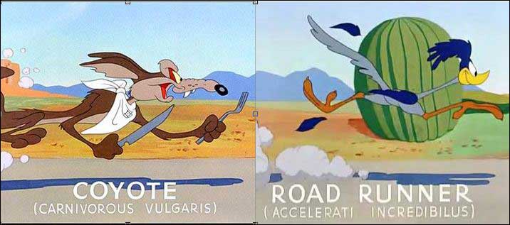 latin names looney tunes