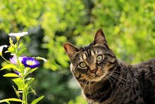 Gato atigrado