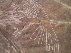 Lineas3 pajaro