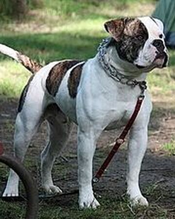 Bulldog Americano Los Perros Wiki Fandom