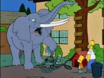 Elephant