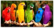 I love birds!