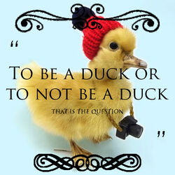 Inspirational duck quote