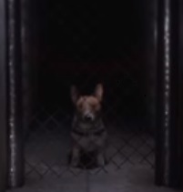 Dog?