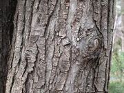 Maple tree bark