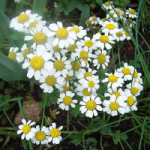 Chamomile