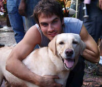 Dog Training Madison Ohio Dog Training Madison Ohio