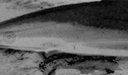 128px-Shark-closeup