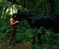 Kate horse