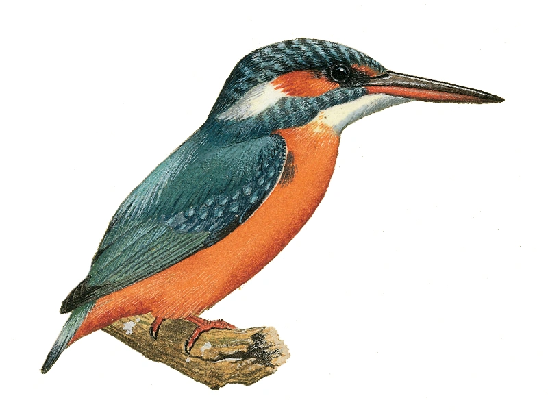 Kingfishers | The One Wiki to Rule Them All | FANDOM powered by Wikia