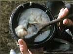 Rabbit Stew