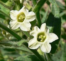 220px-Nicotiana obtusifolia flower