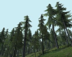 Bindbole wood