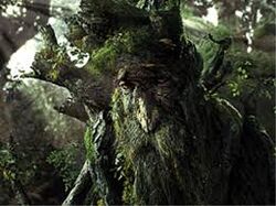 Ent
