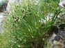 Binse- Juncus trifidus