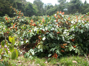 Pokok guarana