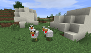 White Downs - Chickens hanging out