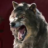 Direwolf 1