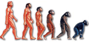 Evolinreverse
