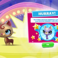 littlest pet shop boston terrier