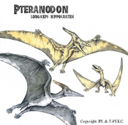 Ptera2