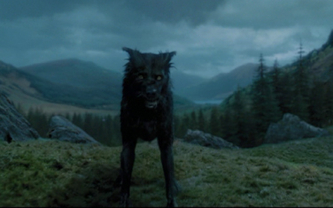 Serius Potter as Dog