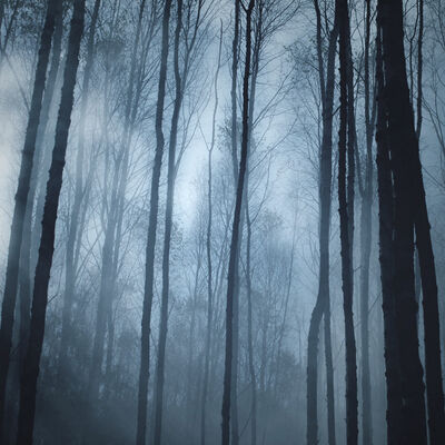 Laurelorn Forest