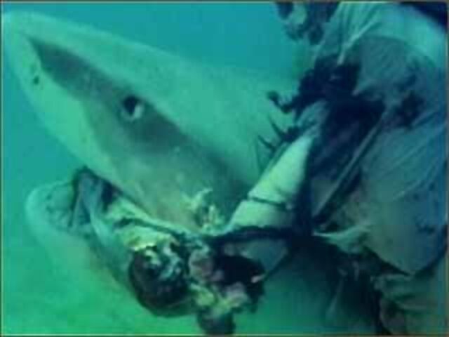 File:Zombie shark2 converted.jpg