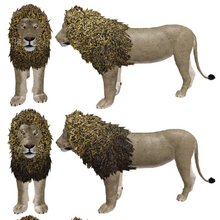 African Lion Roblox Wild Savannah Wiki Fandom - roblox wild savannah 2019