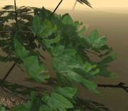 Trees Roblox Wild Savannah Wiki Fandom Powered By Wikia - 