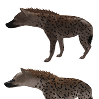 Spotted Hyena Roblox Wild Savannah Wiki Fandom - roblox wild savannah 2019