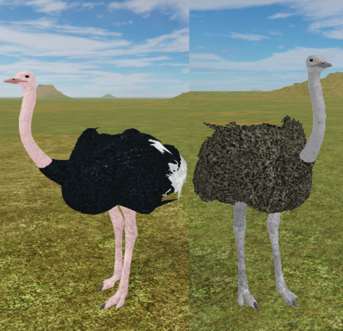 Maasai Ostrich Roblox Wild Savannah Wiki Fandom Powered - 