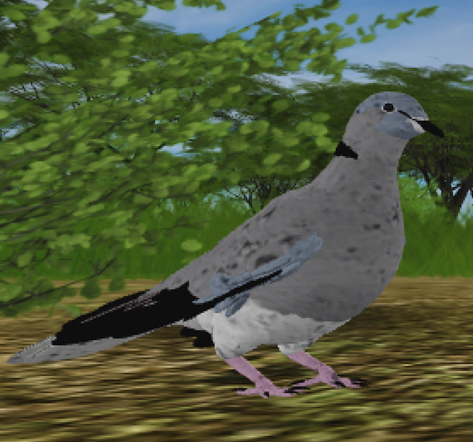 Cape Turtle Dove Roblox Wild Savannah Wiki Fandom - wild savannah roblox ludicrouscunningfox