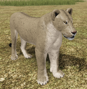 African Lion Roblox Wild Savannah Wiki Fandom - animals life roblox