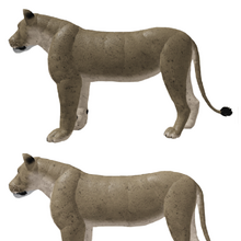 African Lion Roblox Wild Savannah Wiki Fandom